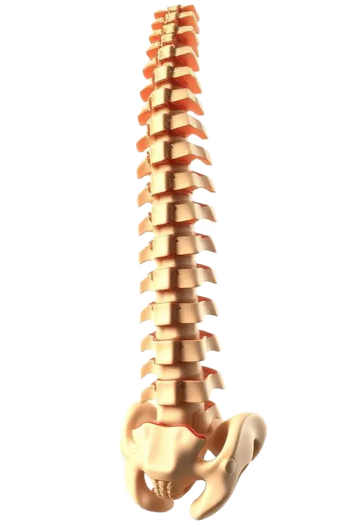 Coluna vertebral