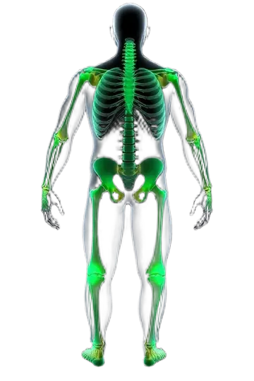 Articular